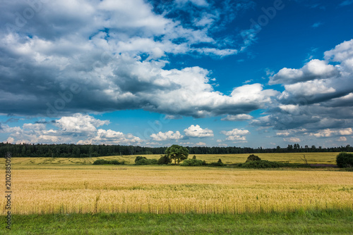 Fotografie Summer Wheat Field Under Dramatic Cumulus Sky, Rural Eastern Europe countryside