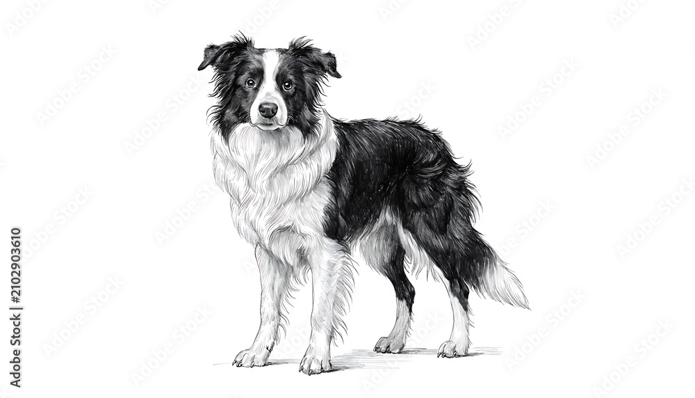 Obraz premium Beautiful black and white Border Collie dog standing