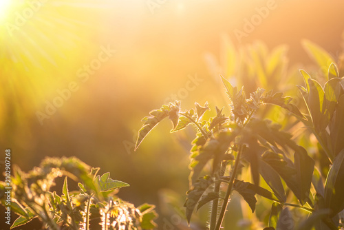 Canvastavla Tomato determinate plant growth focuses on foliage development before fruit formation