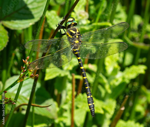 Golden-ringed dragonfly resting on a twig