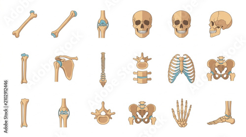 Foto Collection of Human Skeletal Anatomy Illustrations Isolated on White Background