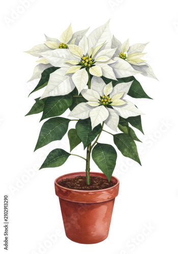 watercolor illustration of a white poinsettia plant with green foliage and yellow cyathia, potted in terracotta, isolated on a white background, concept of high-end winter holiday decor