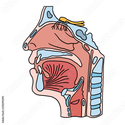 Obraz na plátně Human nasal cavity anatomy illustration showing the internal structure of the na