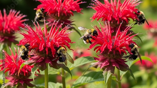 Bumblebees foraging on bright red bee balm monarda flowers in a summer garden