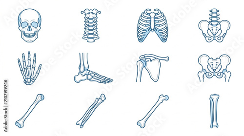 Cuadro en lienzo Collection of Human Skeletal Anatomy Illustrations Isolated on White Background