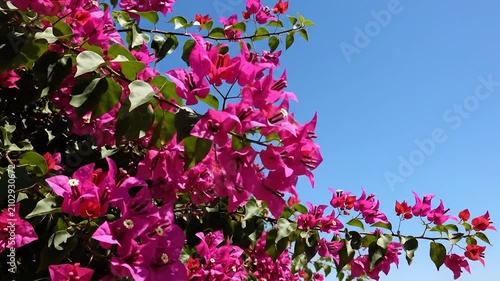 Vibrant pink bougainvillea flowers bloom against a clear blue sky