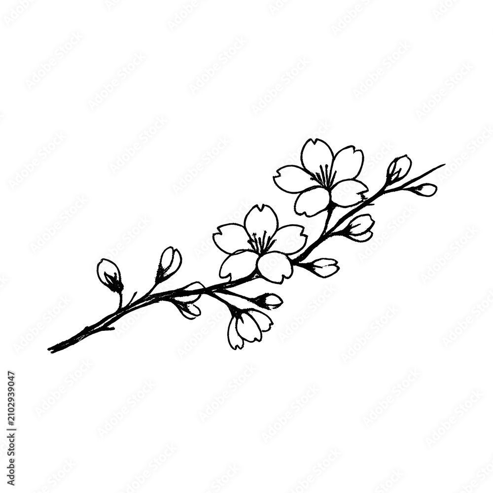 Obraz premium PNG Elegant floral line art illustration.