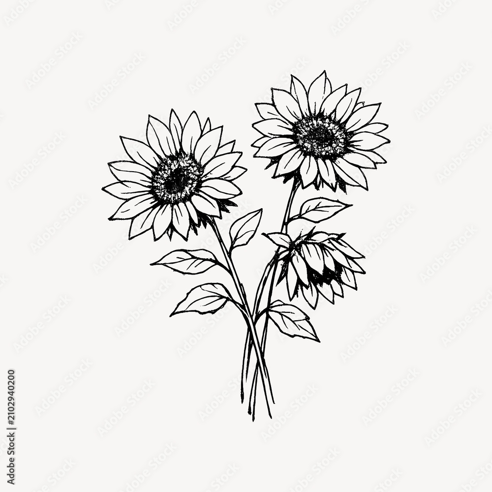 Obraz premium Black and white illustration of three sunflowers with detailed petals.