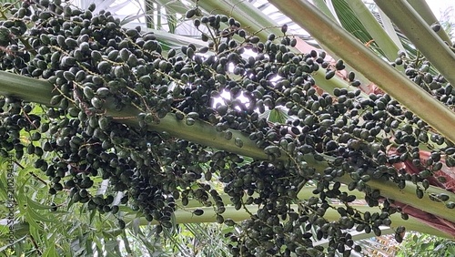 The image shows a palm tree with large fan-shaped leaves and clusters of small black fruits. This tree provides shade,and adds natural beauty to the surroundings.,Date fruits are hanging on the tree.