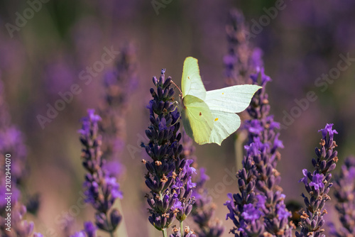 Cuadro en lienzo Close-up of a female common brimstone (Gonepteryx rhamni) perched on a lavender flower spike with spread wings on a sunny summer day against a blurred lavender background with copy space