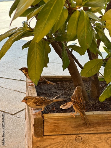 House sparrow birds on a garden planter with a tree in Bucharest, Romania