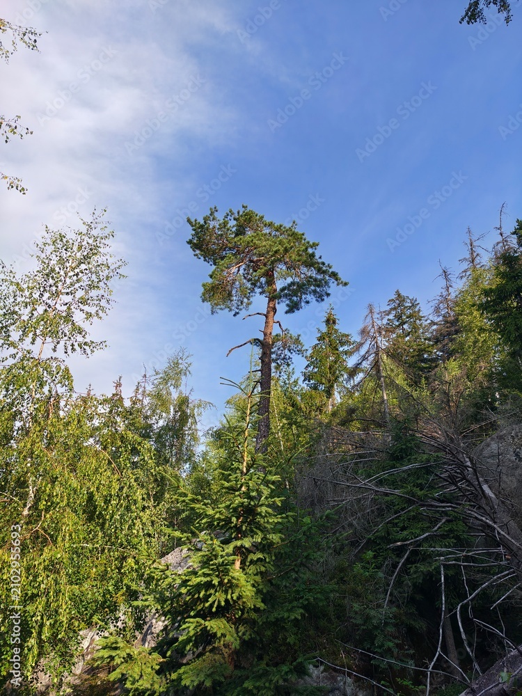 Fototapeta premium pine trees in the forest