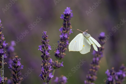 Fotografie Close-up of a female common brimstone (Gonepteryx rhamni) in flight toward a lavender flower spike with spread wings on a sunny summer day against a blurred lavender background with copy space