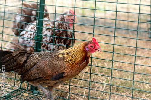 Quadro su tela Ornamental laying hen, breeds, azur, padovana, pekin bantam, ardennaise, affecti