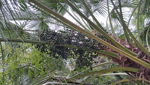 The image shows a palm tree with large fan-shaped leaves and clusters of small black fruits. This tree provides shade,and adds natural beauty to the surroundings.,Date fruits are hanging on the tree.