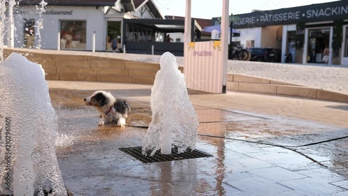 A playful dog is having fun playing with the jets of a fountain water in France during a summer heatwave.