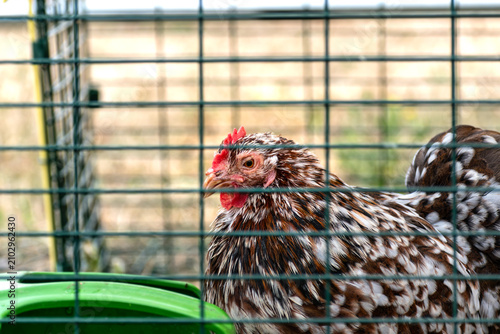 Obraz na płótnie Ornamental laying hen, breeds, azur, padovana, pekin bantam, ardennaise, affecti