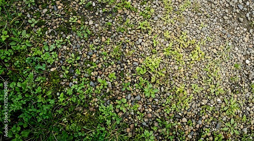 Moss covered stone wall texture background.