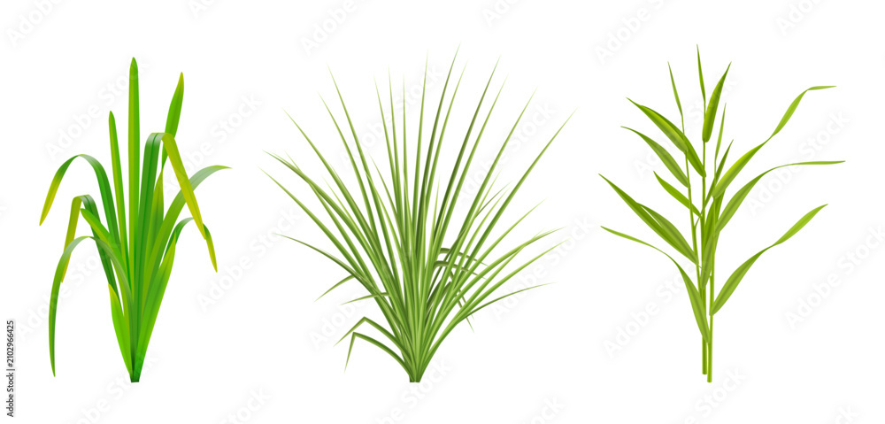 Obraz premium Wheatgrass and ryegrass bushes. Vector isolated set of long shaped leaves. Realistic greenery with tall narrow blades. Agricultural themes, natural backgrounds and botanical composition assets