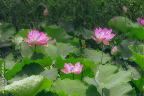The lotus pond in the park is filled with beautiful lotus flowers and water lilies