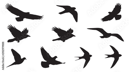 Cuadro en lienzo Flying bird silhouettes set, black eagle and hawk shapes on white background, 10