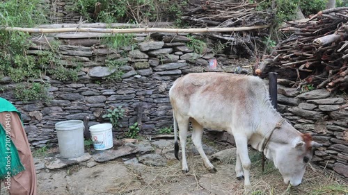Raw video footage of a village woman standing near a cow while giving fresh green fodder in Uttarakhand, India, showcasing traditional livestock care, rural life, and poverty.
