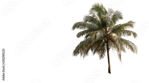 Palm tree isolated on a white background