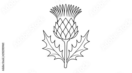 Photography Detailed thistle flower vector illustration featuring sharp spiky leaves and a textured bloom, clean black line art style on a white background, ideal for botanical designs and nature-themed projects