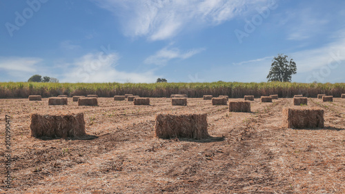 Rows of square straw bales in a harvested agricultural field.