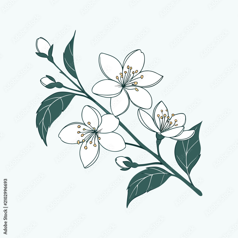Fototapeta premium White jasmine flowers on green branch with buds isolated botanical vector illustration.