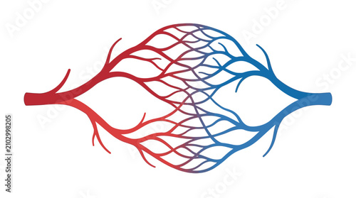 Tableau sur toile Human circulatory system diagram showing blood vessels, arteries, veins, and capillaries