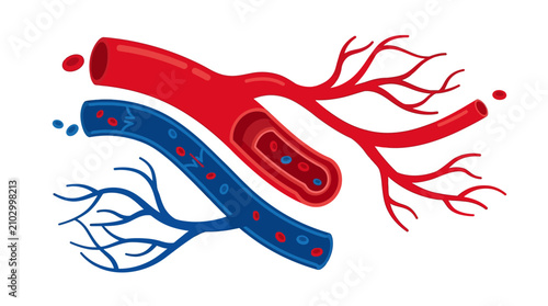 Foto Detailed illustration of human blood vessels showing arteries, veins, and capillaries within the circulatory system