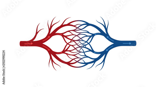 Photos Detailed representation of blood vessels showing arterial and venous networks