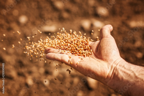 Fotografie Man scattering seeds on fertile soil