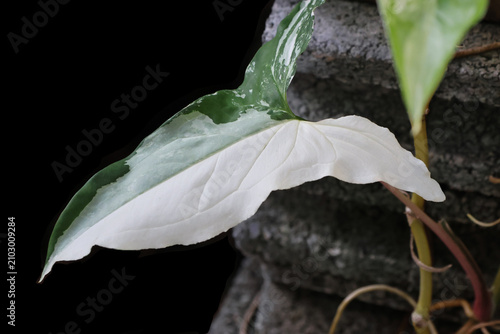 Closed up Syngonium Albo podophyllum green and white leave in the garden