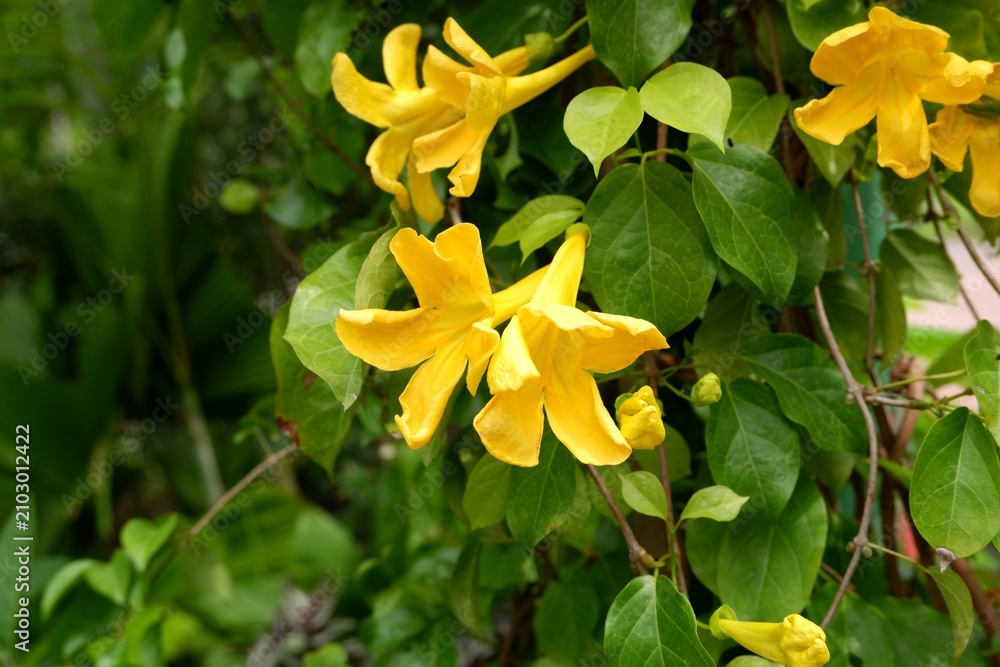 Fototapeta premium Yellow Dolichandra flowers blooming on a climbing vine