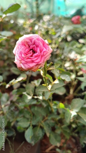 Fotografía Mature pink rose symbolizing beauty beyond perfection and natural aging