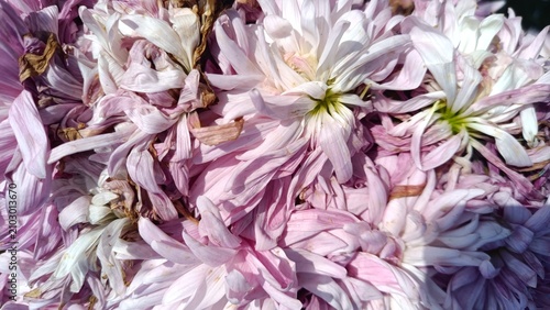 Fotografi Close-up of faded light pink chrysanthemum flowers creating natural floral textu