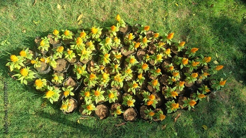 Top view of yellow plumed celosia flowering plants in nursery bags ready for landscaping