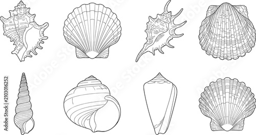 Quadro su tela Hand Drawn Seashell Collection Line Art Vector Set with Scallop Conch and Spiral
