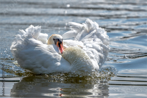 Schwan