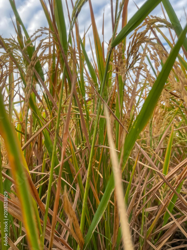 фотографія Detailed close-up shot of yellow and green rice ears maturing in the paddy field under a beautiful blue sky with white clouds