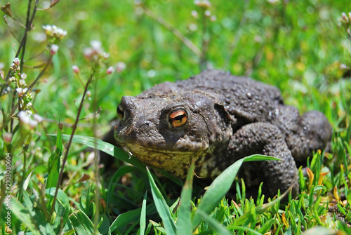 Fotografie Common Toad in Green Grass  Close Up