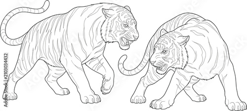 Photography Roaring Tiger Line Art Illustration Set with Aggressive Wild Big Cats in Detaile