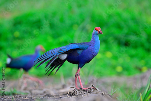 purple bird open wings response to extruder birds, Grey-headed swamphen, Porphyrio poliocephalus, colorful wader birds in rice plantation