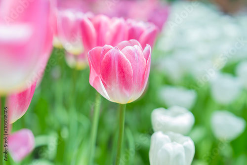 Sweet pink tulip flower in the garden.