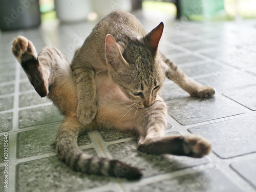 Quadro su tela Tabby cat sits on the tiled floor, licking its fur to keep it clean manage shedding regulate body temperature and maintain healthy skin and a healthy coat
