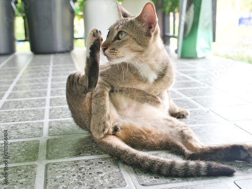 Photography Tabby cat sits on the tiled floor, licking its fur to keep it clean manage shedding regulate body temperature and maintain healthy skin and a healthy coat