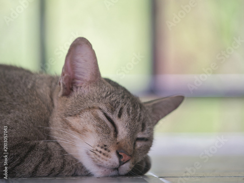 Male brown tabby cat is sleeping on the tiled floor inside the house.