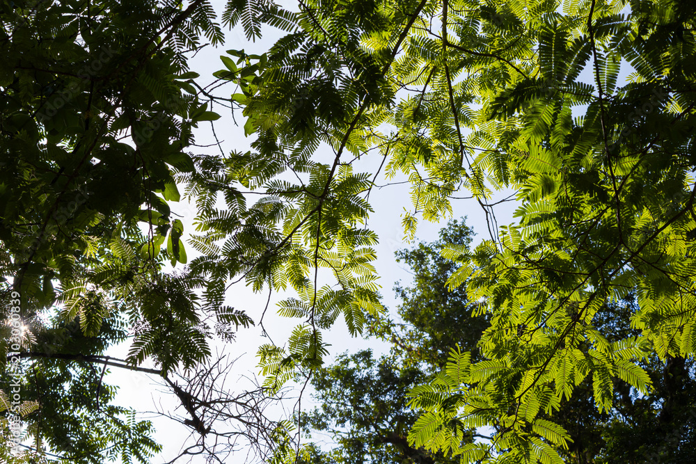 Fototapeta premium Sunlight filtering through delicate green compound leaves against a dark forest background.